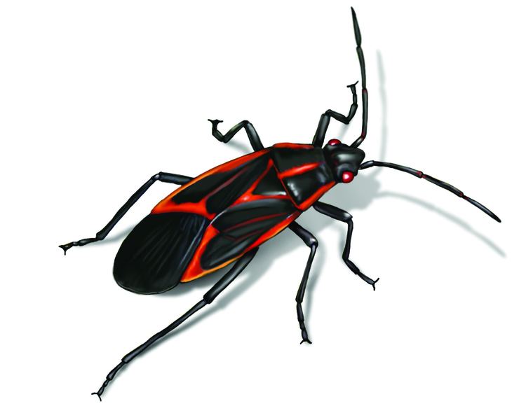 Boxelder bug Box Elder Bug Control Facts Identification amp Prevention