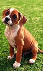 Boxer (dog) httpsuploadwikimediaorgwikipediacommonsthu