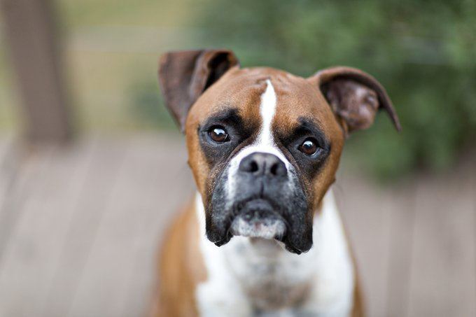 Boxer (dog) Boxer Dog Names Dogtime