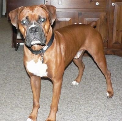 Boxer (dog) Boxer Dog Breed Information and Pictures
