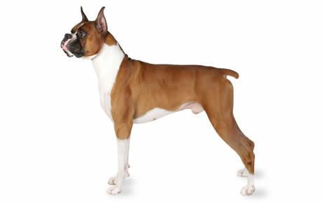 Boxer (dog) Boxer Dog Breed Information Pictures Characteristics amp Facts Dogtime