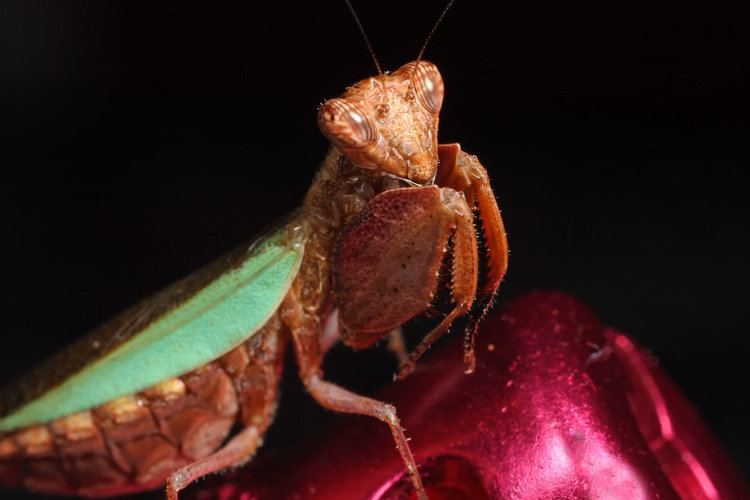 Boxer mantis boxer mantis by macrojunkie on DeviantArt