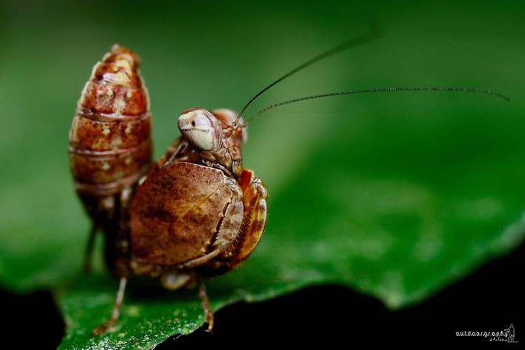 Boxer mantis Tiny Brown Mantis Boxer mantis Ephestiasula sp Tiny Bro Flickr