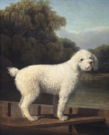 Boy (dog) Prince Rupert Addendum Boye39s Observations on the Nature of Fame
