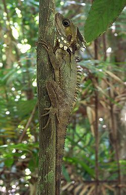 Boyd's forest dragon httpsuploadwikimediaorgwikipediacommonsthu