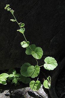 Boykinia rotundifolia httpsuploadwikimediaorgwikipediacommonsthu