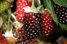 Boysenberry httpsuploadwikimediaorgwikipediacommonsthu