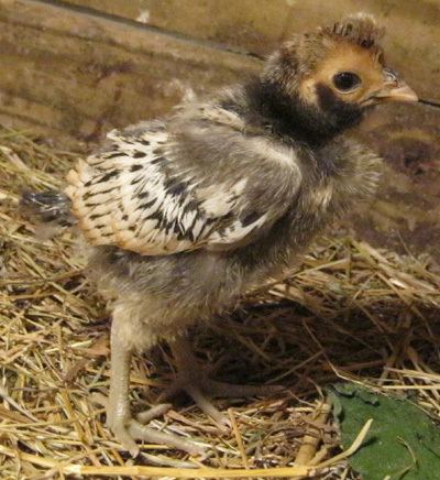 Brabanter Buy Cream Brabanter Chicken Eggs for hatching Endangered