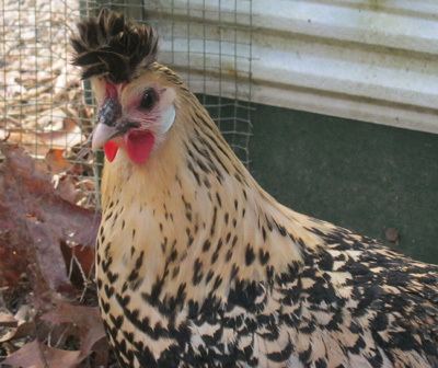 Brabanter Brabanter Chicken Hatching Eggs