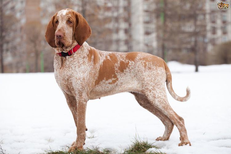 Bracco Italiano Some frequently asked questions about the Bracco Italiano dog breed
