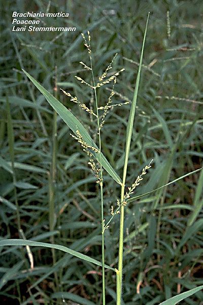 Brachiaria mutica Alien Plants of Hawaii UH Botany