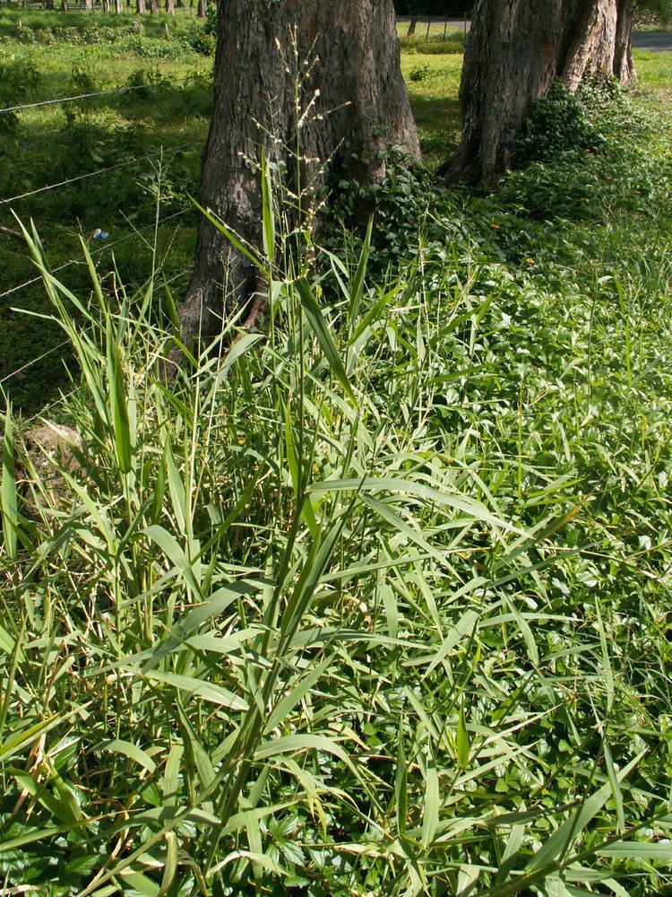 Brachiaria mutica CalPhotos Brachiaria mutica