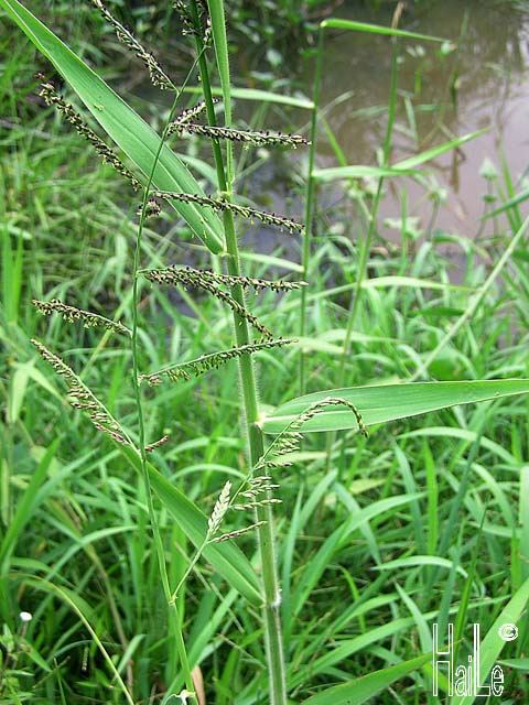 Brachiaria mutica Brachiaria mutica 1 C Lng ty Hai Le Flickr