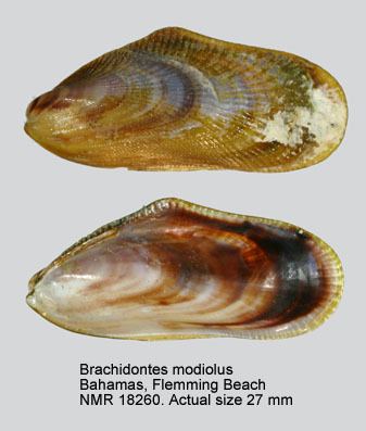 Brachidontes HomeNATURAL HISTORY MUSEUM ROTTERDAM Mollusca Bivalvia