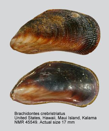 Brachidontes HomeNATURAL HISTORY MUSEUM ROTTERDAM Mollusca Bivalvia