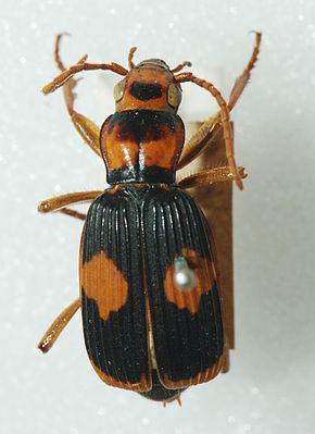 Brachininae httpsuploadwikimediaorgwikipediacommonsthu