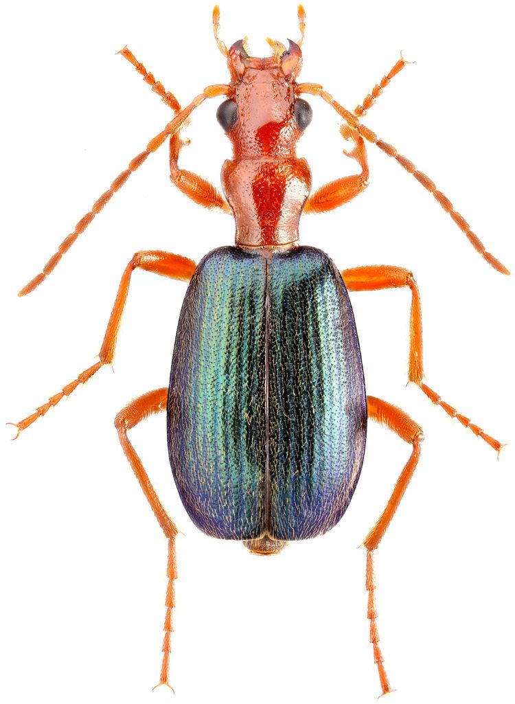 Brachinus Brachinus Brachinus crepitans Linnaeus 1758 Carabidae