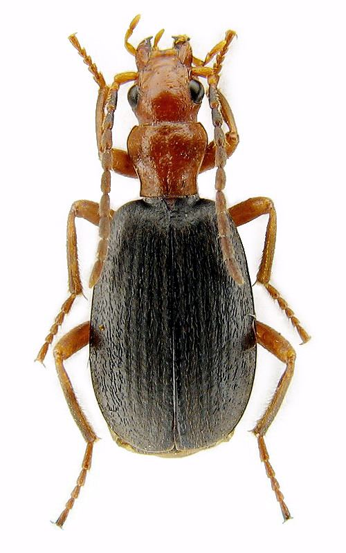 Brachinus Genus Brachinus Weber 1801 Carabidae