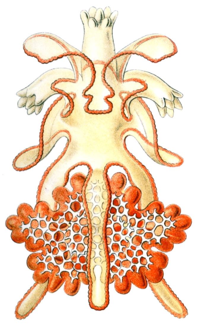 Brachiolaria