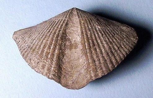 Brachiopod with a brown shell