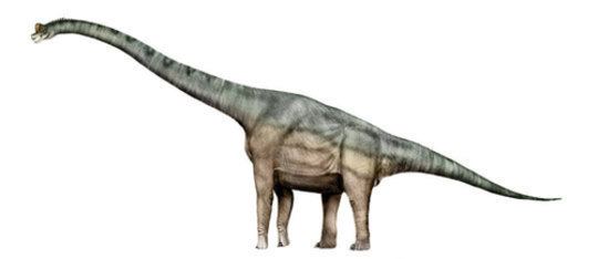 Brachiosaurus Brachiosaurus Dinosaur Picture Facts Paleontologist Fossil