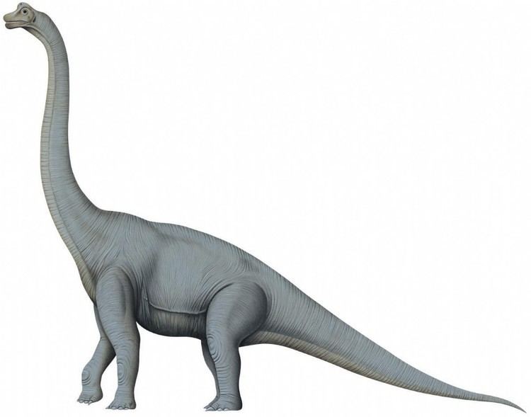 Brachiosaurus Brachiosaurus Qfiles Encyclopedia