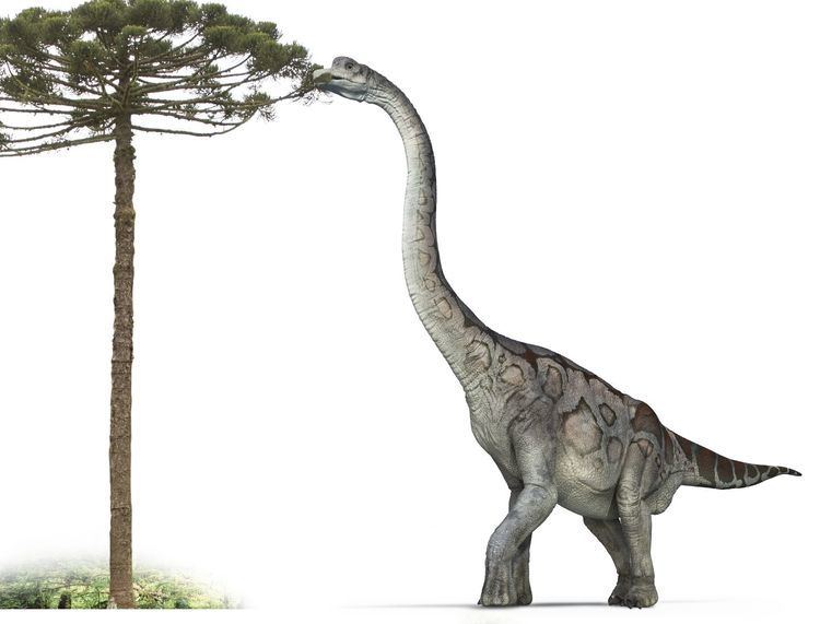 Brachiosaurus Brachiosaurus Brachiosaurus Facts DK Find Out