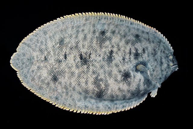 Brachirus Fish Identification