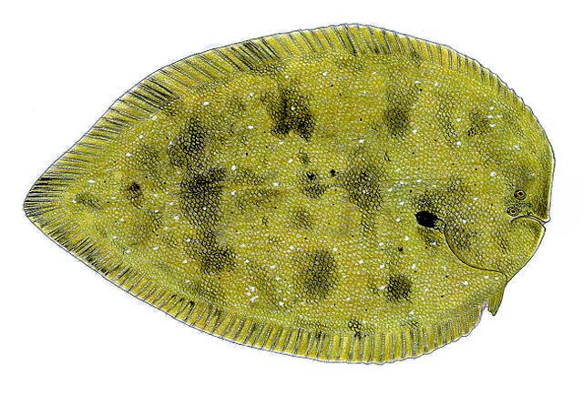 Brachirus Fish Identification