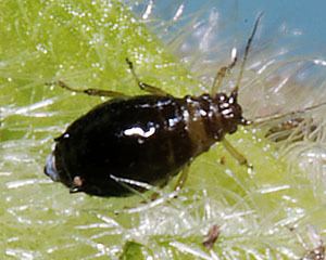 Brachycaudus cardui Brachycaudus aphids identification images ecology