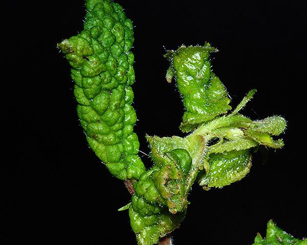 Brachycaudus helichrysi Brachycaudus aphids identification images ecology