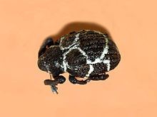 Brachyceridae httpsuploadwikimediaorgwikipediacommonsthu