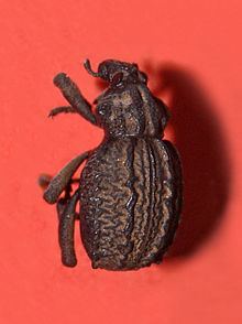 Brachycerus barbarus httpsuploadwikimediaorgwikipediacommonsthu