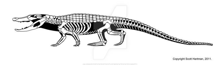 Brachychampsa Cretaceous Alligatoroid by ScottHartman on DeviantArt