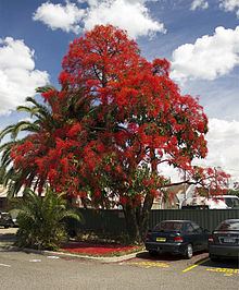 Brachychiton acerifolius httpsuploadwikimediaorgwikipediacommonsthu