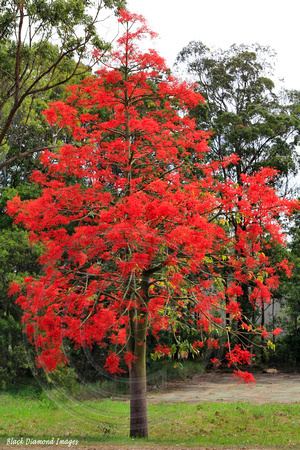 Brachychiton acerifolius BLACK DIAMOND IMAGES Brachychiton acerifolius Illawarra Flame