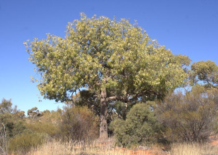 Brachychiton gregorii Australian Desert Plants Malvaceae