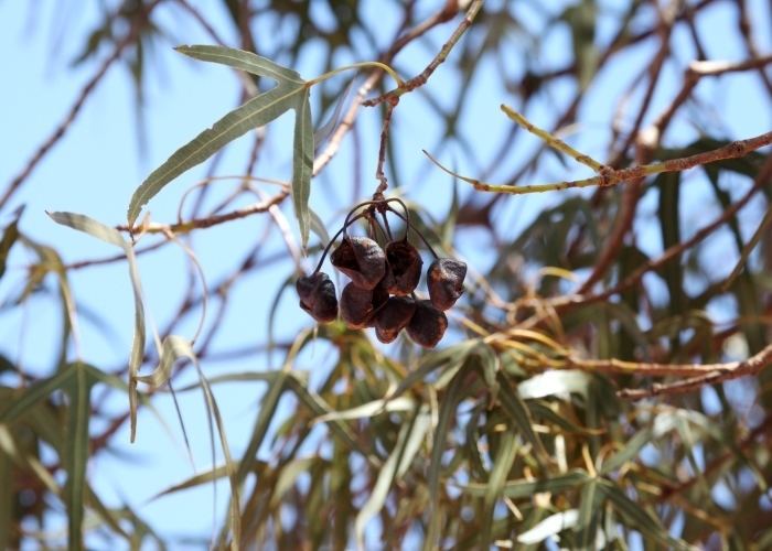 Brachychiton gregorii Australian Desert Plants Malvaceae