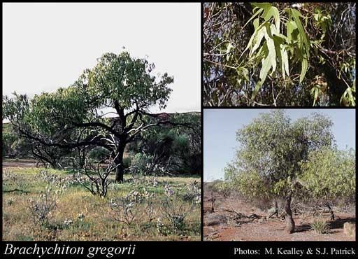 Brachychiton gregorii Brachychiton gregorii FMuell FloraBase Flora of Western Australia