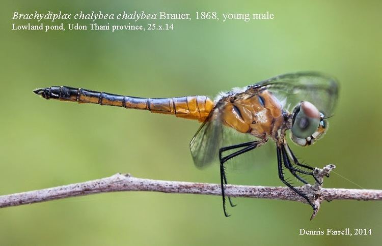 Brachydiplax chalybea Dragonflies amp damselflies of Thailand 46 Brachydiplax chalybea