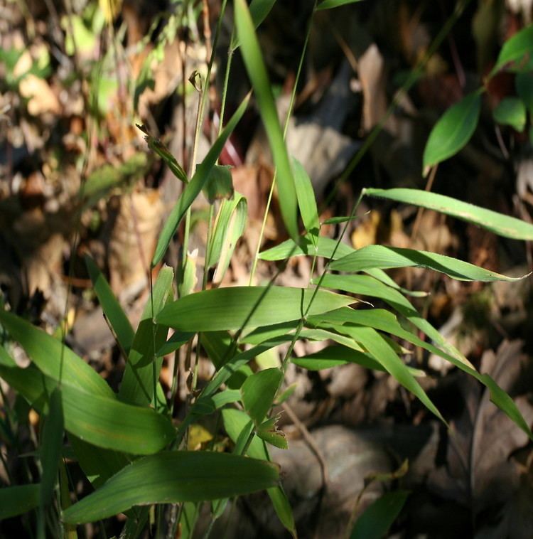 Brachyelytrum Brachyelytrum erectum southern longawned wood grass Go Botany