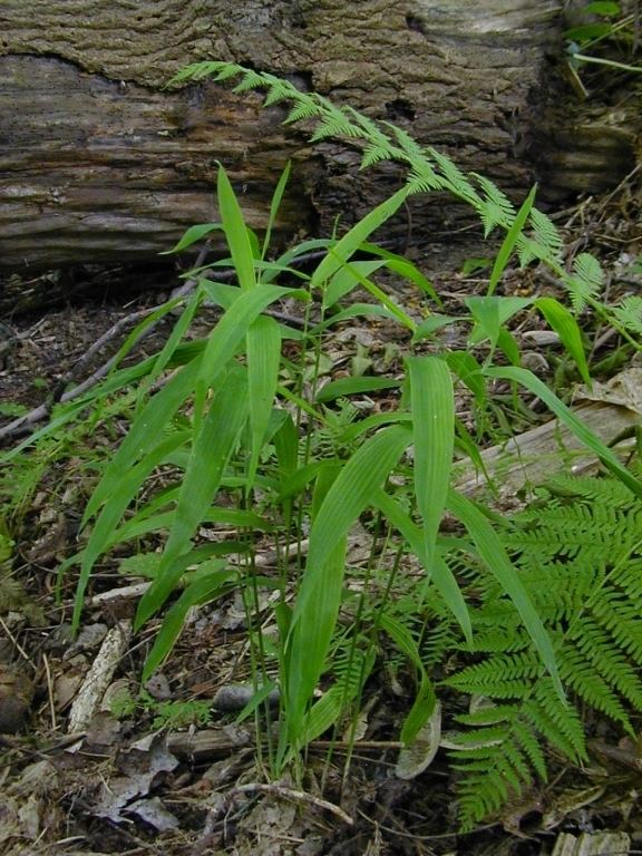 Brachyelytrum Longawned Wood Grass Brachyelytrum erectum