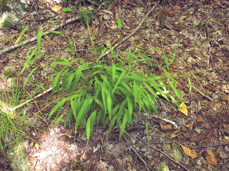 Brachyelytrum Brachyelytrum aristosum northern longawned wood grass Go Botany