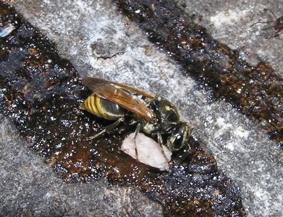 Brachygastra Wasp or bee Brachygastra mellifica BugGuideNet