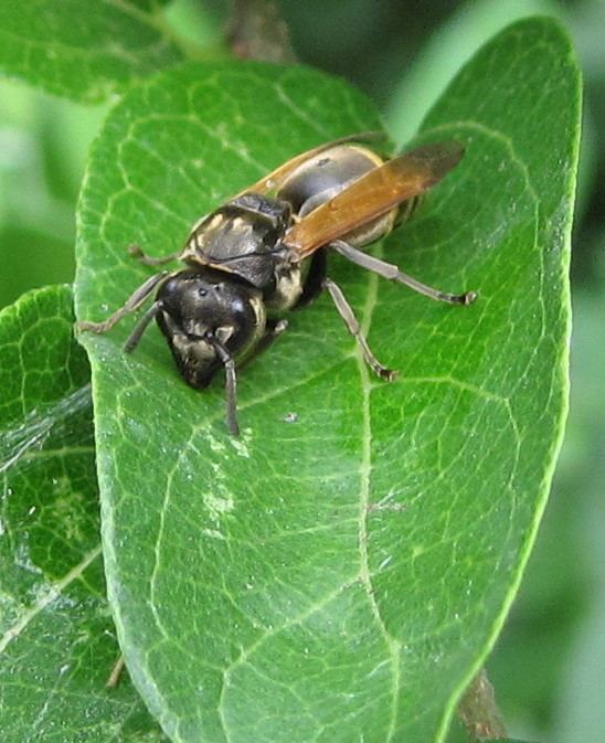 Brachygastra Bug Eric Wasp Wednesday Brachygastra mellifica