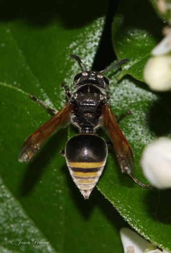 Brachygastra Mexican Honey Wasp Brachygastra mellifica iNaturalistorg