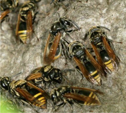 Brachygastra mellifica Mexican Honey Wasp Brachygastra mellifica Say 1837