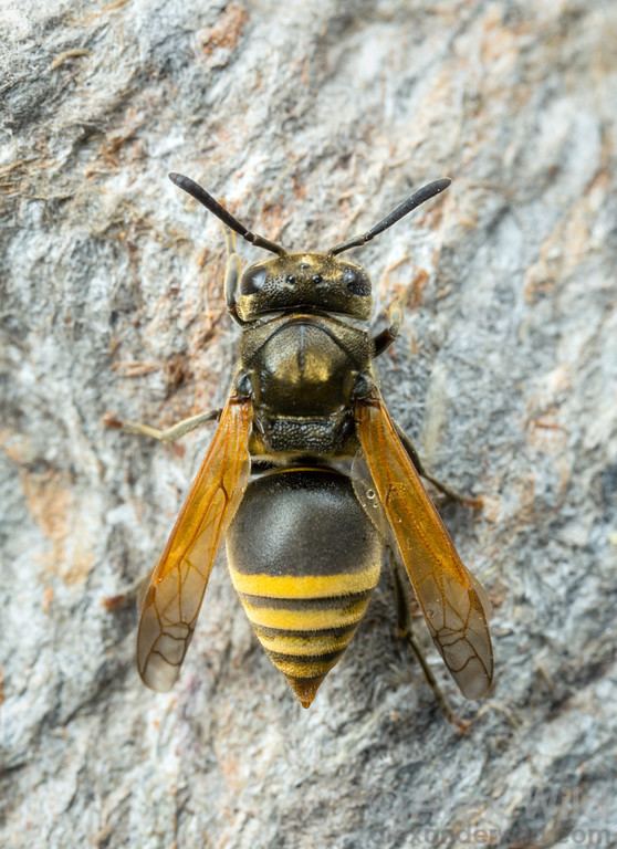 Brachygastra mellifica Hymenoptera Bees Wasps and Sawflies Alex Wild Photography