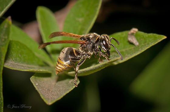 Brachygastra mellifica Mexican Honey Wasp Brachygastra mellifica BugGuideNet
