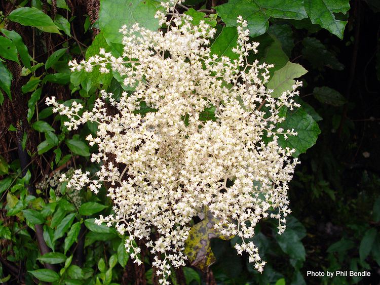 Brachyglottis repanda ketenewplymouthpeoplesnetworknzinfoimagefiles